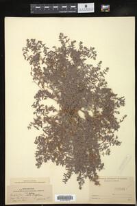 Euphorbia lata image