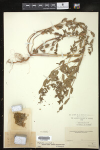 Chamaesyce maculata image