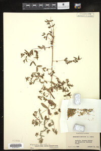 Chamaesyce maculata image