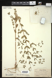 Chamaesyce maculata image