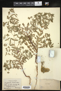 Chamaesyce maculata image