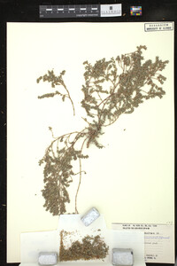 Chamaesyce maculata image