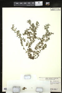 Chamaesyce maculata image