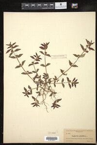 Euphorbia parviflora image
