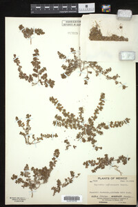 Euphorbia stictospora image