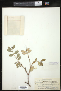 Euphorbia multiformis image