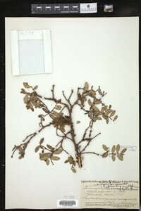 Euphorbia multiformis image