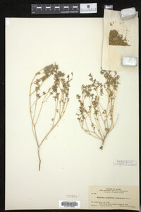 Chamaesyce serpyllifolia image