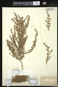 Chamaesyce serpyllifolia image