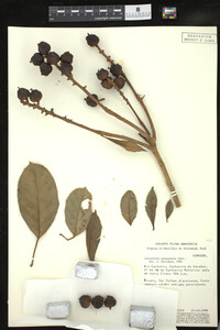 Image Associated With the Occurrence