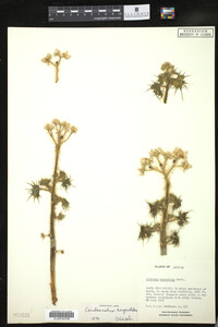 Image of Cnidoscolus angustidens