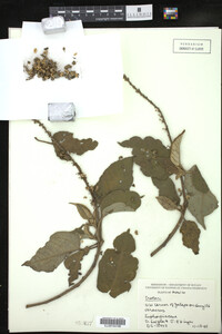 Image Associated With the Occurrence