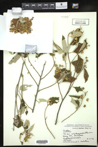 Image Associated With the Occurrence