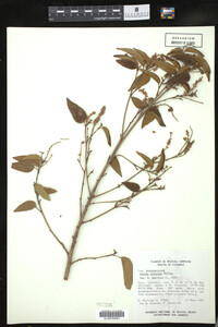Image of Croton arboreus