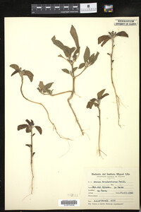 Image of Croton bonplandianus