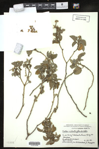 Croton ciliatoglandulifer image