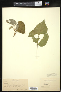 Image of Croton billbergianus
