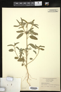 Croton glandulosus image