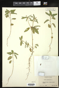 Croton glandulosus image