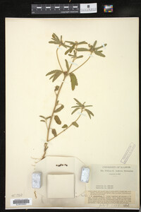 Croton glandulosus image