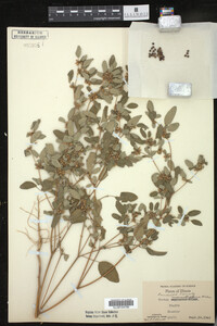 Croton monanthogynus image