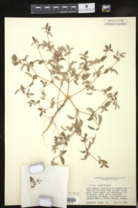 Croton monanthogynus image