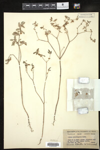 Croton monanthogynus image