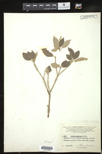 Croton insularis image