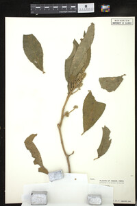 Croton joufra image