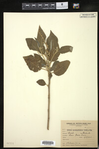 Croton lachnostachyus image