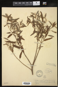 Croton texensis image