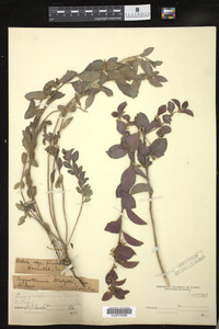 Media resource of Ditaxis argothamnoides