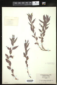 Ditaxis cyanophylla image