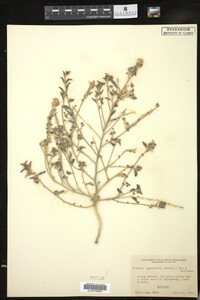 Image of Argythamnia lanceolata