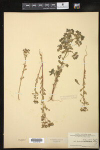 Euphorbia spathulata image