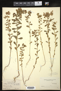 Euphorbia spathulata image