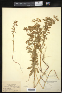 Euphorbia spathulata image