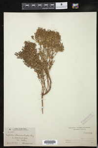 Euphorbia spathulata image