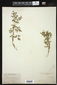 Euphorbia spathulata image