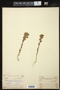 Euphorbia spathulata image