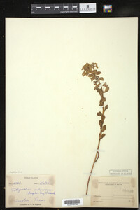 Euphorbia spathulata image