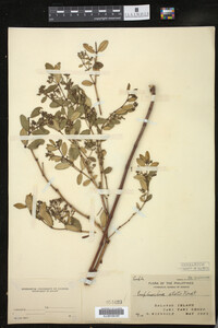Image of Euphorbia atoto