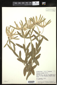 Euphorbia bicolor image