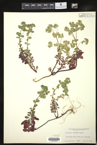 Euphorbia commutata image