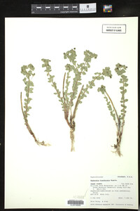 Image of Euphorbia brachycera