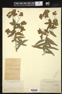 Euphorbia altissima image