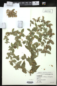 Image Associated With the Occurrence