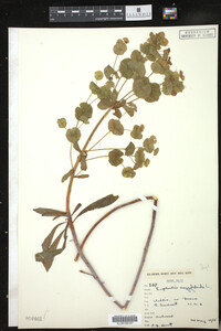 Euphorbia amygdaloides image