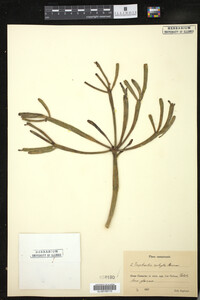 Image of Euphorbia aphylla