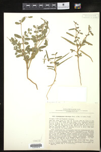 Euphorbia cheirolepis image